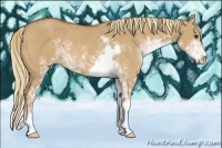 Horse Color:Red Dun Sabino Rabicano
