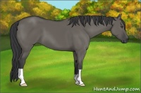 Horse Color:Grullo 
