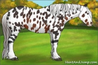 Horse Color:White Spotted Brown Appaloosa