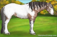 Horse Color:White Spotted Brown Appaloosa 