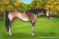 Horse Color:White Spotted Bay Onyx Sabino 