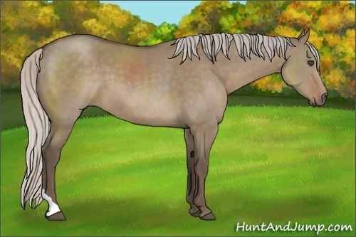 Horse Color:Silver Grullo Sabino Tobiano