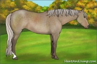 Horse Color:Silver Grullo Sabino Tobiano