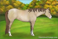 Horse Color:Grullo Pearl Sabino