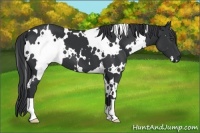Horse Color:White Spotted Black
