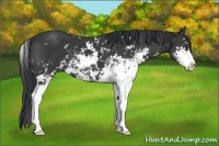 Horse Color:Black Sabino 