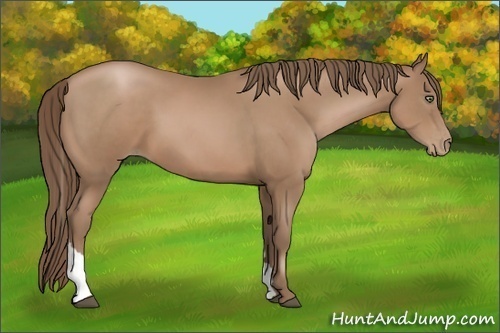 Horse Color:Black Pearl Tobiano 