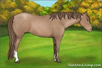 Horse Color:Black Pearl Tobiano 