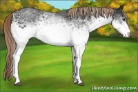 Horse Color:White Spotted Liver Chestnut