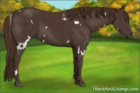 Horse Color:White Spotted Liver Chestnut 