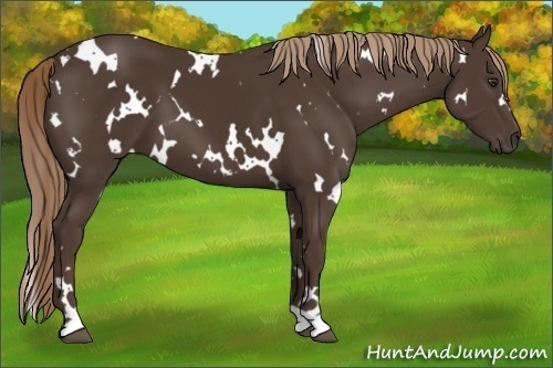 Horse Color:White Spotted Liver Chestnut 