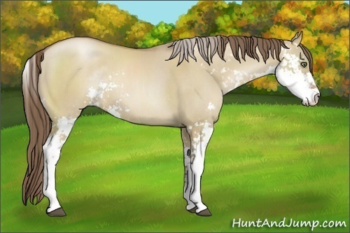 Horse Color:Grullo Pearl Sabino