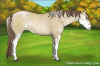 Horse Color:Grullo Pearl Sabino