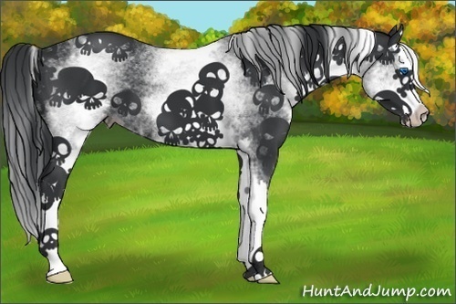 Horse Color:White Spotted Black Splash 