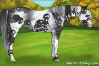 Horse Color:White Spotted Black Splash