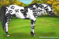Horse Color:White Spotted Black 
