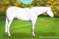 Horse Color:Silver Black Appaloosa 