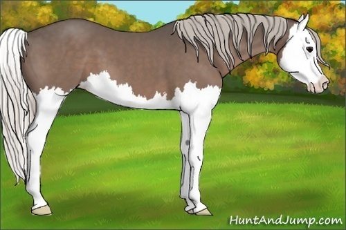 Horse Color:Silver Black Splash 