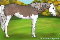 Horse Color:Silver Black Splash 