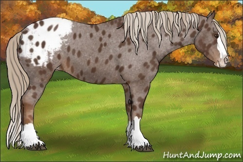 Horse Color:Liver Chestnut Sabino Splash Appaloosa 