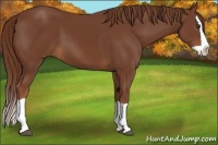 Horse Color:Chestnut Splash