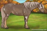 Horse Color:White Spotted Chocolate Palomino