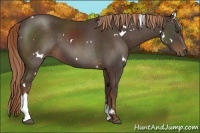 Horse Color:White Spotted Liver Chestnut Tobiano Rabicano