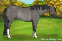 Horse Color:Grullo Rabicano 