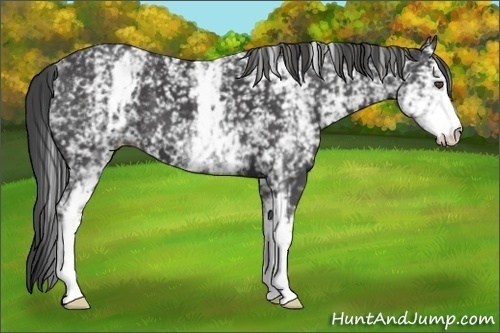 Horse Color:White Spotted Smoky Black 