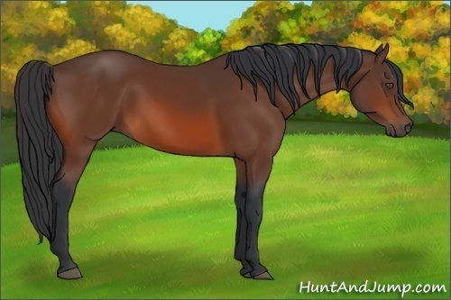 Horse Color:Bay Rabicano 