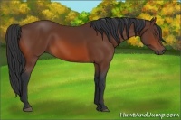 Horse Color:Bay Rabicano 