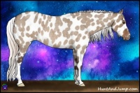 Horse Color:Silver Bay Roan Dun Appaloosa 