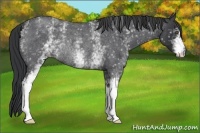 Horse Color:White Spotted Blue Roan Rabicano