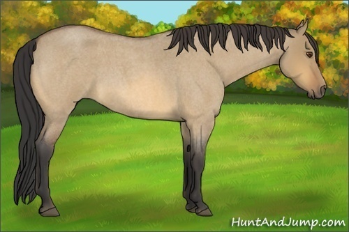 Horse Color:Buckskin Roan Dun 
