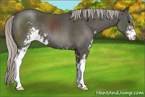 Horse Color:Silver Black Sabino