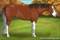 Horse Color:Bay Sabino Splash 