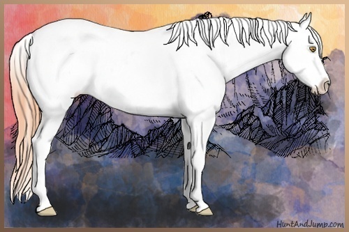 Horse Color:Watercolor White Spotted Amber Champagne Ice Appaloosa Rabicano 