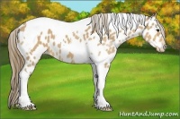 Horse Color:Buckskin Roan Tobiano Near Leopard 