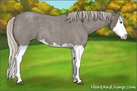 Horse Color:Silver Blue Roan Splash