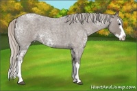 Horse Color:Silver Blue Ice Roan Splash 