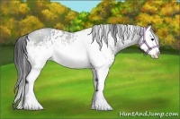 Horse Color:White Spotted Black Sabino Splash