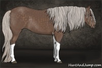 Horse Color:Silver Black Sabino Tobiano Rabicano
