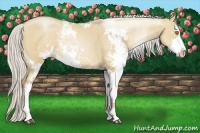 Horse Color:Silver Grullo Pearl Sabino Rabicano