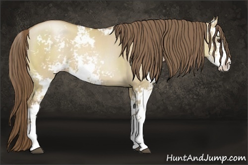 Horse Color:Grullo Pearl Sabino 