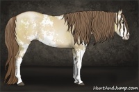 Horse Color:Grullo Pearl Sabino