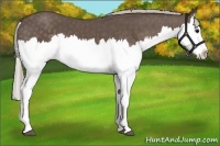 Horse Color:Silver Black Splash 