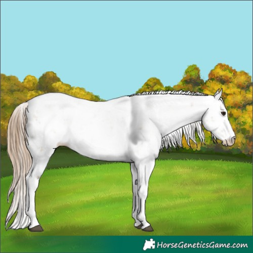 Horse Color:Grullo Pearl Sabino Rabicano 