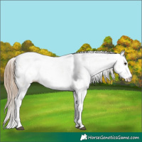 Horse Color:Grullo Pearl Sabino Rabicano 