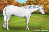 Horse Color:Silver Smoky Black Chinchilla Snowcap