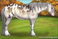 Horse Color:Bay Onyx Appaloosa 
